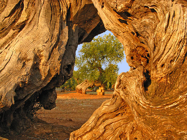 View through an arch made by an olive tree trunk stock photo