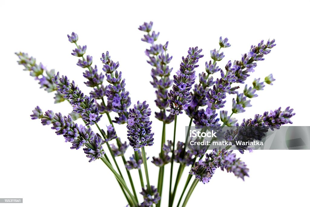 Lavendel Blumen - Lizenzfrei Blume Stock-Foto