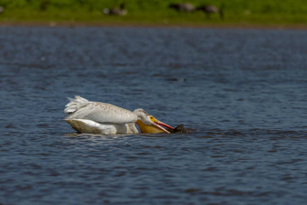 The  American white pelican (Pelecanus erythrorhynchos) The  American white pelican (Pelecanus erythrorhynchos) on the hunt white pelican animal behavior north america usa stock pictures, royalty-free photos & images