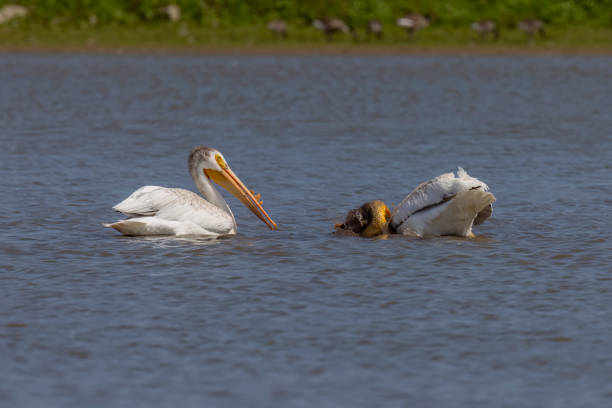 The  American white pelican (Pelecanus erythrorhynchos) The  American white pelican (Pelecanus erythrorhynchos) on the hunt white pelican animal behavior north america usa stock pictures, royalty-free photos & images