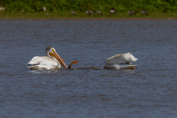 The  American white pelican (Pelecanus erythrorhynchos) The  American white pelican (Pelecanus erythrorhynchos) on the hunt white pelican animal behavior north america usa stock pictures, royalty-free photos & images