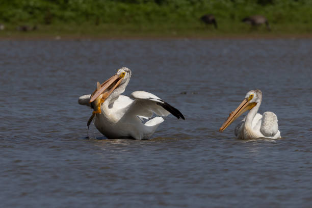 The  American white pelican (Pelecanus erythrorhynchos) The  American white pelican (Pelecanus erythrorhynchos) on the hunt white pelican animal behavior north america usa stock pictures, royalty-free photos & images