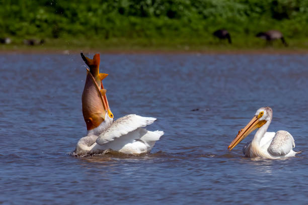 The  American white pelican (Pelecanus erythrorhynchos) The  American white pelican (Pelecanus erythrorhynchos) on the hunt white pelican animal behavior north america usa stock pictures, royalty-free photos & images