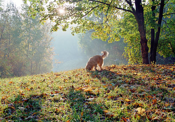 istock dog play in autumn forest 155311725