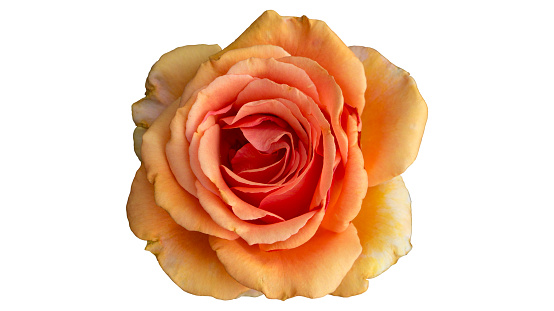 One 'Louis de Funes (MEIrestif)' rose orange flower isolated on white.