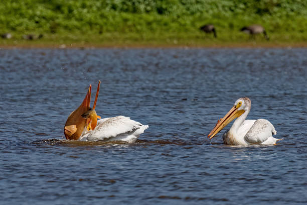 The  American white pelican (Pelecanus erythrorhynchos) The  American white pelican (Pelecanus erythrorhynchos) on the hunt white pelican animal behavior north america usa stock pictures, royalty-free photos & images