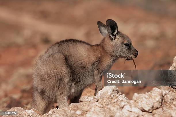 Canguro Antílope O Foto de stock y más banco de imágenes de Australia - Australia, Cabello gris, Canguro