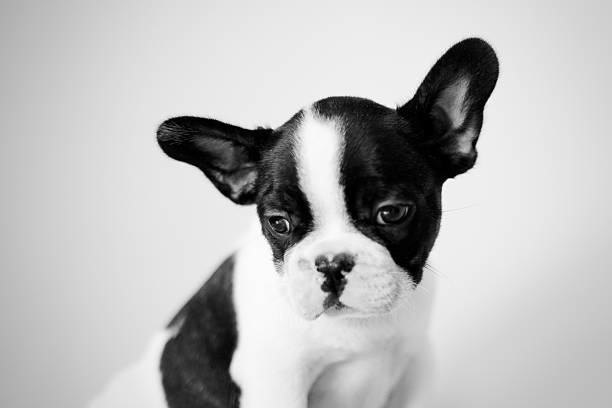 sad french bulldog puppy, looking down in a studio