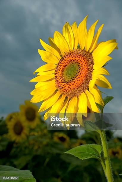 Expecting The Storm Stock Photo - Download Image Now - Agricultural Field, Agriculture, Beauty In Nature