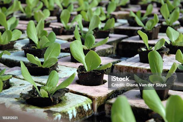 Hydroponic Salat Stockfoto und mehr Bilder von Blatt - Pflanzenbestandteile - Blatt - Pflanzenbestandteile, Fotografie, Gemüse