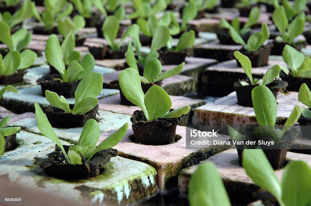 Lechuga Hydroponic - Foto de stock de Agricultura libre de derechos