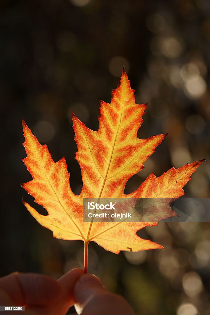 단풍 잎 - 로열티 프리 10월 스톡 사진