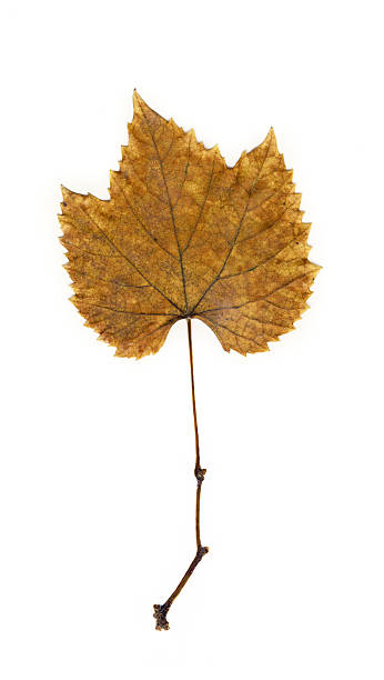 vine leaf stock photo