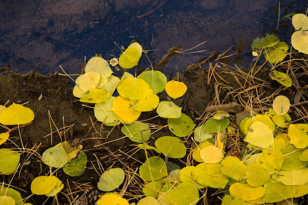 Foto de otoño hojas de Aspen - foto de stock