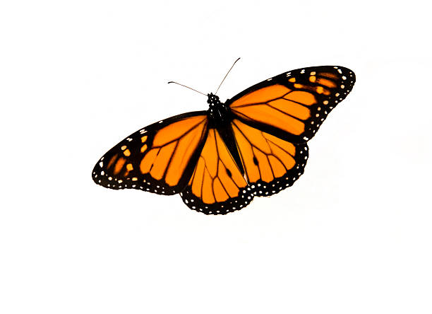 Galería de mariposa monarca Aislado en blanco - foto de stock
