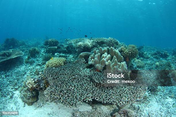 Bleaching Coral Stock Photo - Download Image Now - Climate Change, Coral - Cnidarian, Environment