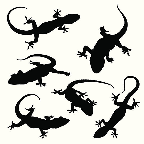 illustrazioni stock, clip art, cartoni animati e icone di tendenza di geco modelli - zoology
