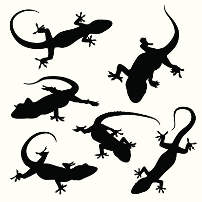 Gecko silhouettes