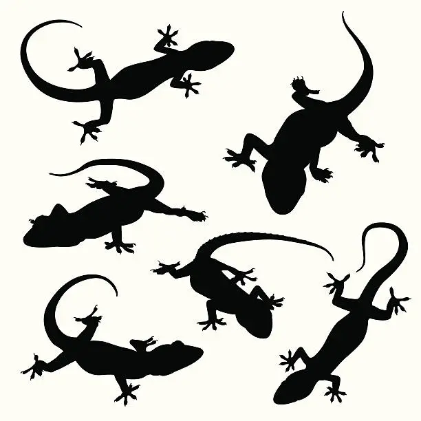 Vector illustration of Gecko silhouettes