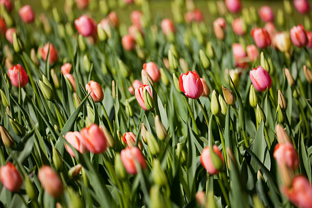 flowers stock photo