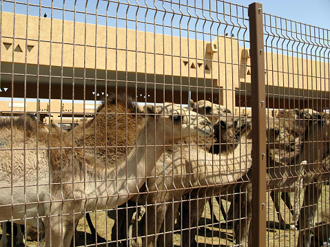 Camels for sale at the camel market, Al Ain, United Arab Emirates. Canon G9.  