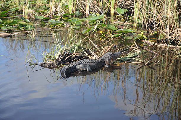 istock Alligator in the Everglades, Florida 155314626