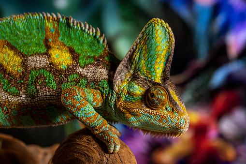Cute chameleon on colorful background
