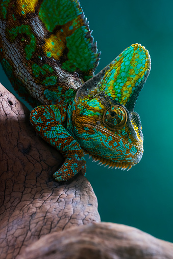 A selective close-up shot of a blue iguana on a tree