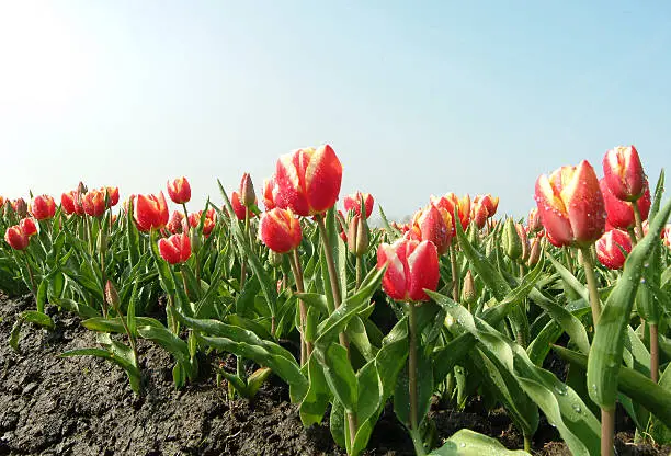 Tulipfield with red/yellow tulips, with waterdrops.  