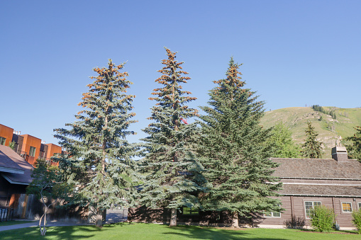 Tree at Jackson (Jackson Hole) in Teton County, Wyoming