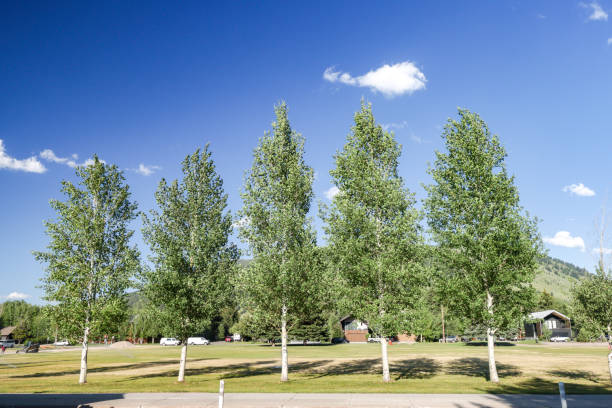 Aspen Trees at Jackson (Jackson Hole) in Teton County, Wyoming
