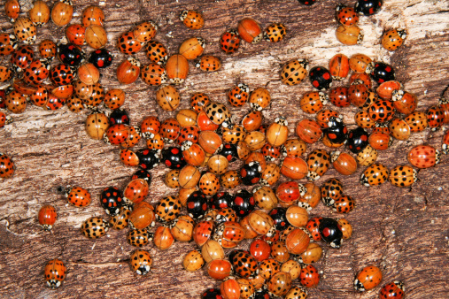 The Asian Lady Beetle is a large coccinellid beetle originally native to eastern Asia, but which has been introduced to North America and Europe to control aphids and scale insects. It is now common, well known and spreading in those regions.  