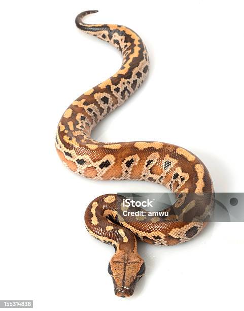 Sumatran 레드 유혈 Python 기어가기에 대한 스톡 사진 및 기타 이미지 - 기어가기, 다중 색상, 동물