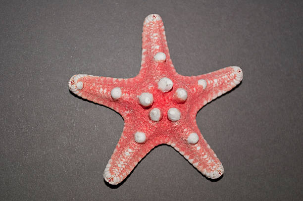 Red sea star / echinoderms / asteroidea stock photo