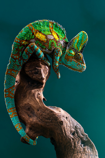 Cute chameleon on green background