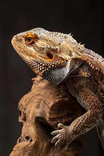 Part of a Central Bearded Dragon sunning itself on a rock