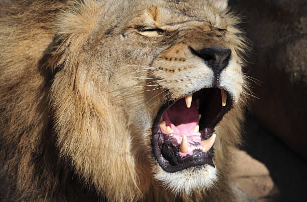 istock Male Lion Roaring 155315125