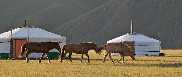 istock Horses and gers in Mongolia 155315163