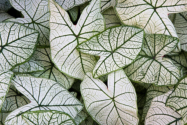 Caladium Candidum leaves