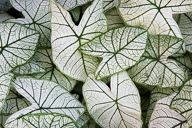 Caladium Candidum white and green  leaves background