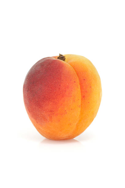 Single apricot stock photo