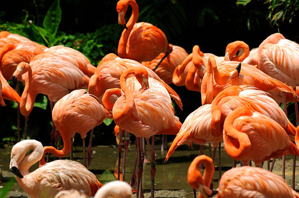 istock Gregarious wading birds of Flamingos 155315752