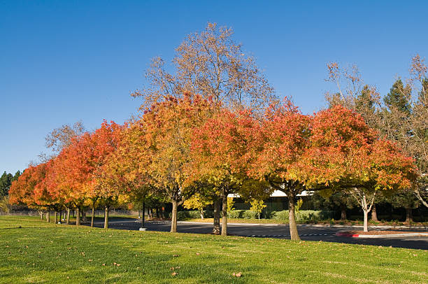 Autumn colors stock photo
