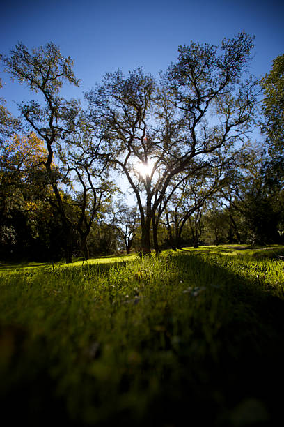 sol a través de árbol - california napa valley vineyard farmhouse fotografías e imágenes de stock