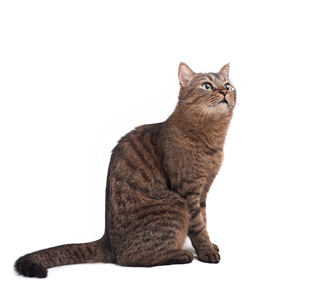 istock cute european cat 155316576