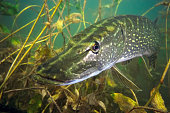 pike.jpg?b=1&s=170x170&k=20&c=EllHb5Q2P6