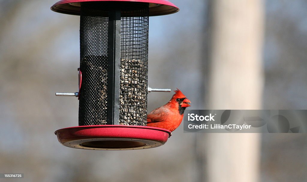 Cardinal rouge - Photo de Nourrir libre de droits