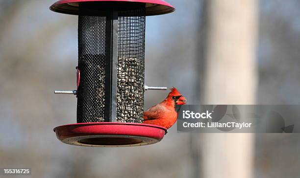 Photo libre de droit de Cardinal Rouge banque d'images et plus d'images libres de droit de Nourrir - Nourrir, Cardinal - Oiseau, Graine de tournesol