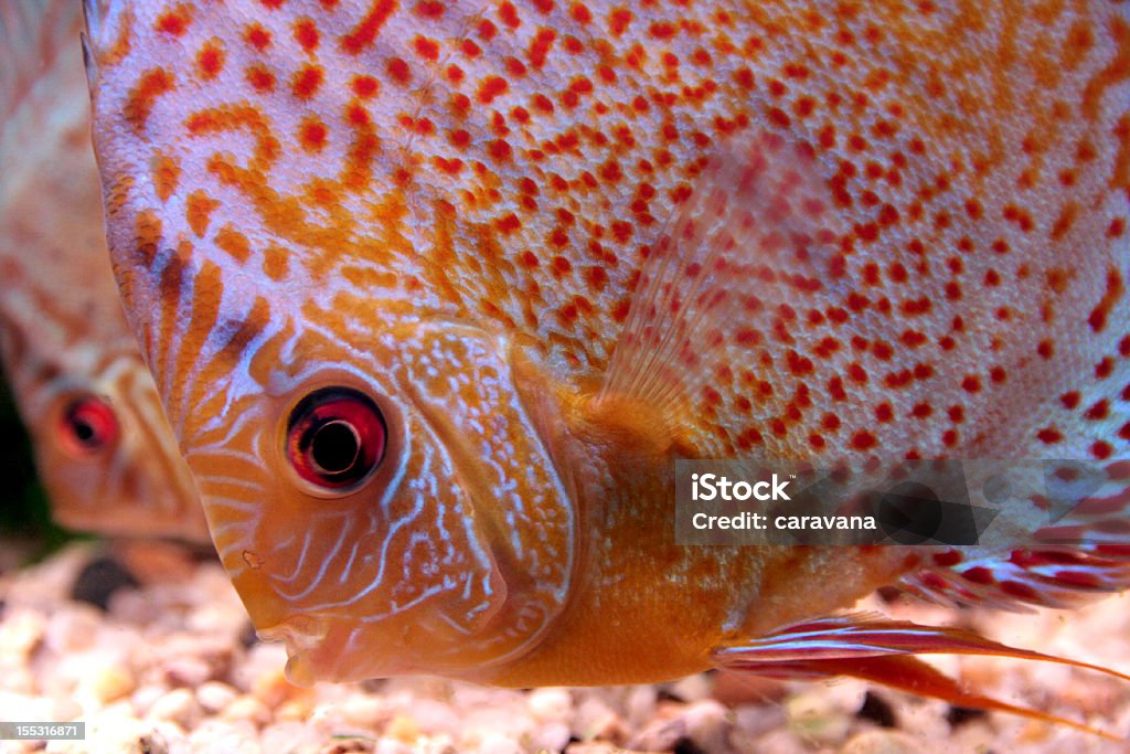 Colorful discus fish Closeup of colorful tropical discus fish searching for food Animal Stock Photo