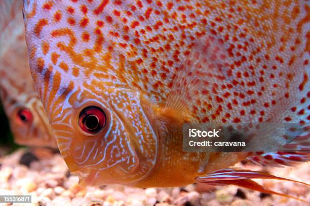 Colorful Discus Fish Stock Photo - Download Image Now - Animal, Cichlid, Close-up